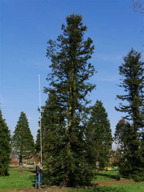 Sequoia Sempervirens Redwood Coastal Redwood Van Den Berk Nurseries