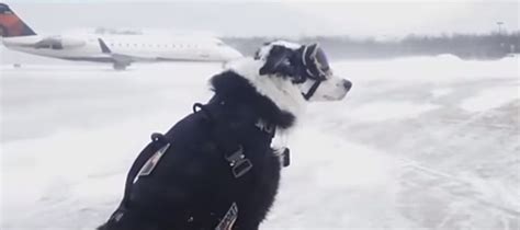 Piper The Famous Traverse City Airport Dog Has Died Of Cancer