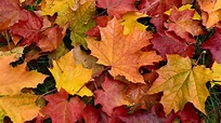 Pourquoi les feuilles d'automne sont rouges, orange ou jaunes | Le ...