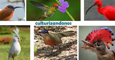 ⇒⭐nombres De Aves Exóticas Del Mundo Fotos Y Tipos