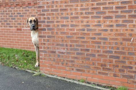 Massive Great Dane Called Presley Is Real Life Scooby Doo Scared Of