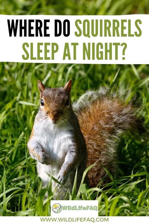 Where Do Squirrels Sleep At Night ️ Answered Wildlifefaq