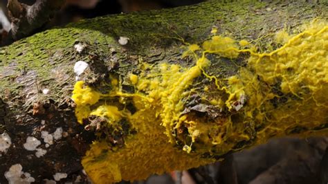Yellow Slime Mold Caught Feeding On Its Prey In Fascinating Timelapse
