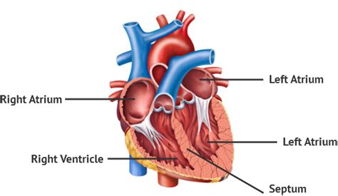 Basics Of The Heart Elite Cardiovascular Group