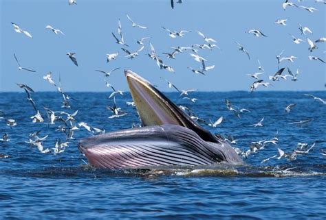 Brydes Whale American Oceans