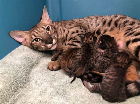 F7 Kittens Savannah Cats For Sale Getta Savannah Savannah Kittens