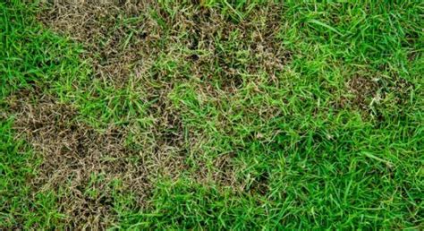 How To Treat St Augustine Grass Fungus Agreenhand