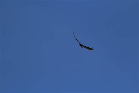 Vulture Flying Free Stock Photo Public Domain Pictures