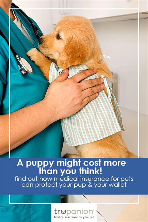 This affordable exotic pet insurance plan covers accidents and illnesses as well as examinations lab fees prescriptions x rays hospitalization and more. ahhhhh i can't handle it lol. a puppy in a "hospital gown ...