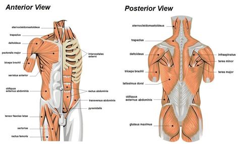 This shows the form and insertions really nicely. labeled muscles - Google Search | Muscle diagram, Medical ...