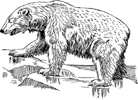 Grizzly Bear Transparent Image Png Play