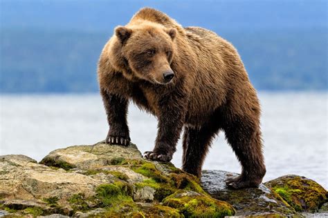 Brown Bear International Association For Bear Research And Management