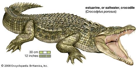 Nile Crocodile Reptile