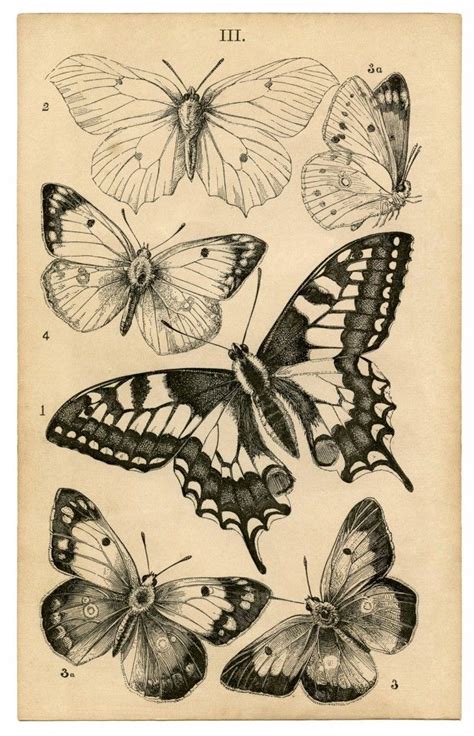 Antique Butterfly Print Natural History Butterfly Drawing
