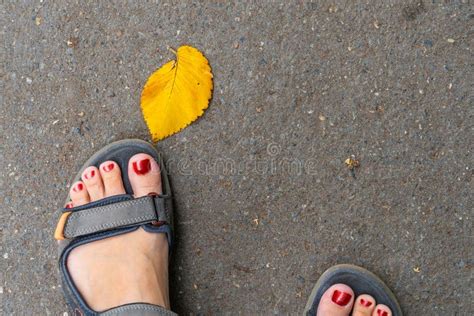 woman feet wearing sandals with red nails and vivid yellow tree leaf on asphalt stock image