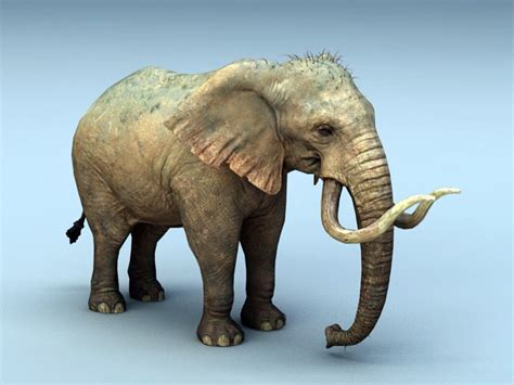African Elephant Free 3d Models