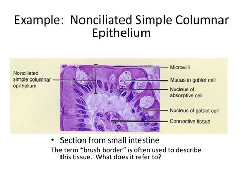 Ppt Simple Squamous Epithelium Powerpoint Presentation
