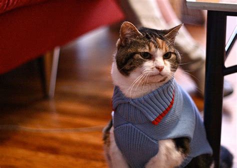 7 Cats Who Hate Wearing Sweaters