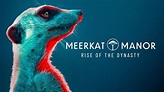 Meerkat Manor: Rise of the Dynasty ( 2021 ) - Fotos, carteles y fondos ...