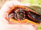Adult Female Chrysemys picta picta (Eastern Painted Turtle), Lebanon ...