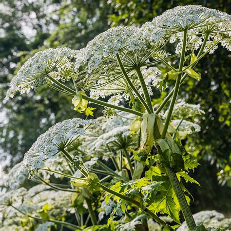 Giant Hogweed Control And Removal Kustom Landscapes And Ecology