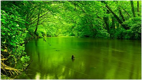 River Between Green Spring Autumn Trees Forest Background Hd Scenery