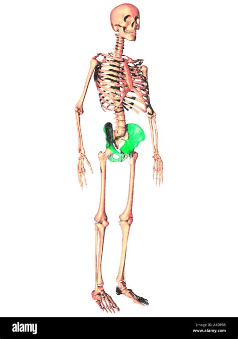 Illustration Of Hip Highlighted On Human Skeleton Stock Photo Alamy