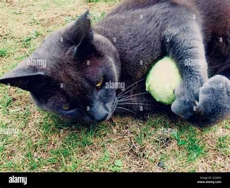 Cat Playing Ball Hi Res Stock Photography And Images Alamy
