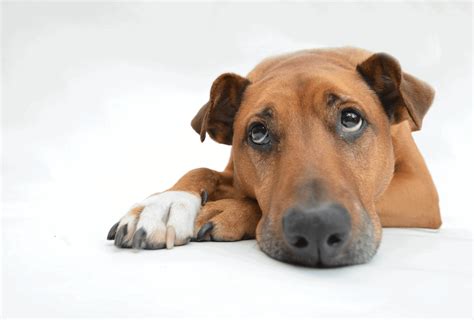 Can Dogs Sense Sadness Pawleaks
