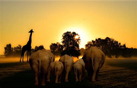 Africa Free Stock Photo Public Domain Pictures