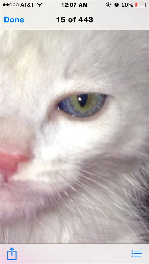 So when do kittens eyes change color. Cat Eye Color