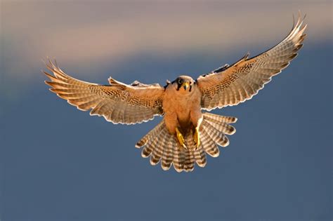 Symbolic Hawk Meaning And Hawk Totem On Whats Your Sign