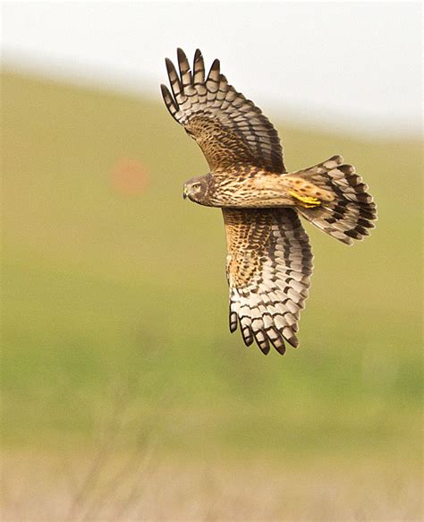 Northern Harrier Female Near The Byron Airport Eleanor Briccetti