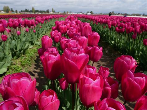 What To See At The Skagit Valley Tulip Festival 2023 Update Our
