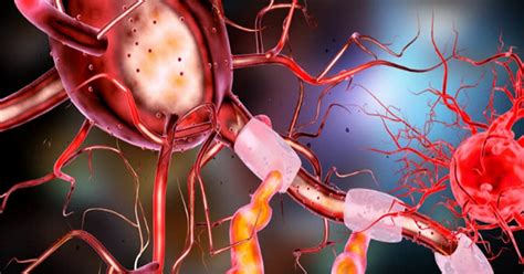 Axolema Qué Es Y Qué Características Tiene Esta Parte De La Neurona