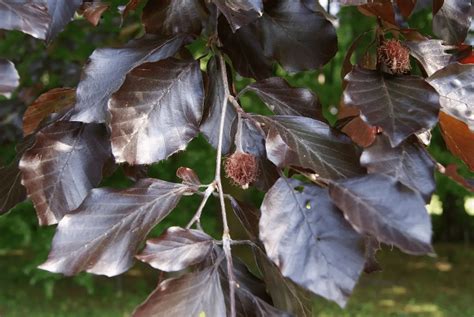 Copper Beech Fagus Sylvatica Purpurea Orleans Conservation Trust