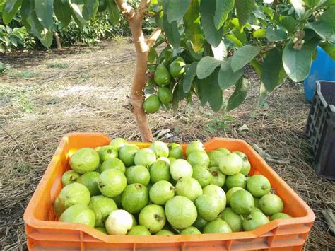 How To Grow Guava Tree From Seed To Harvest Check How This Guide Helps