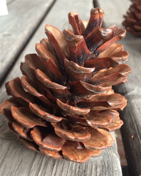 Large Pine Cones Real Pine Cones 3 Large Cones Etsy