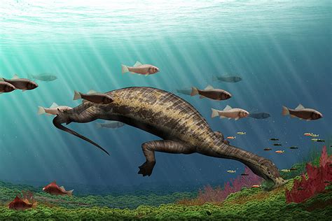 Was This Hammerhead Herbivore The Oceans First Vegetarian Reptile