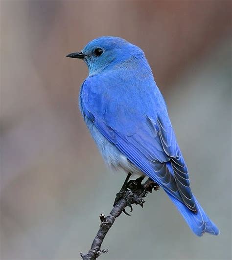 Birding Is Fun How The Mountain Bluebird Came To Be The State Bird Of