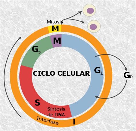 Fase G1 Ciclo Celular Descripción E Importancia
