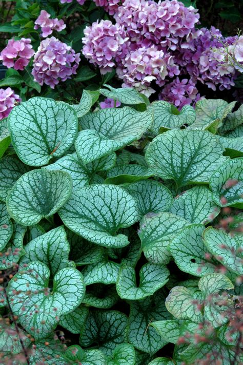 Brunnera ‘jack Frost Terra Nova Nurseries Inc