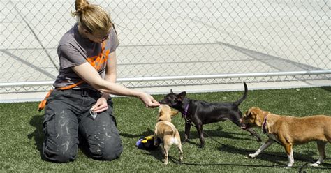 Giving Victimized Dogs A Second Chance Aspca