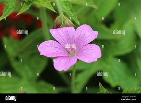 Single Pink Cranesbill Geranium Flower Wargrave Pink Geranium