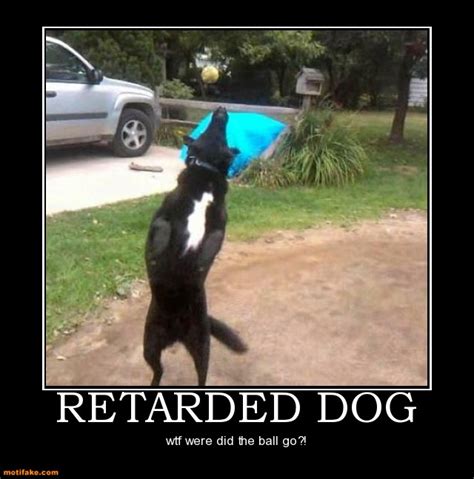 Funny Picture Clip Funny Dog Demotivational Posters