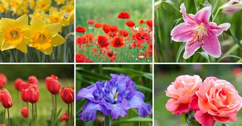 Pick A Favorite Flower And Reveal Your Personality
