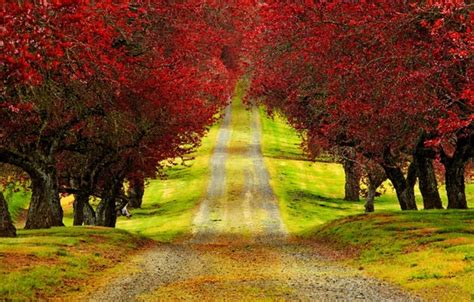Wallpaper Road Autumn Forest Leaves Trees Nature Time Park