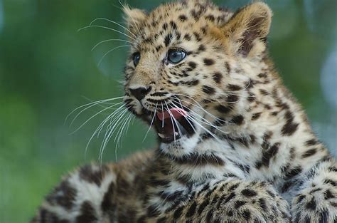 Amur Leopard Facts Animals Of Eurasia