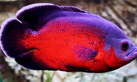 Ikan ini bernama latin astronotus ocellatus dan masih termasuk keluarga cichlid. Harga Ikan Oskar - 7 Jenis Dan Daftar Harga Ikan Oscar Hari Ini Desember 2020 Terbaru ...