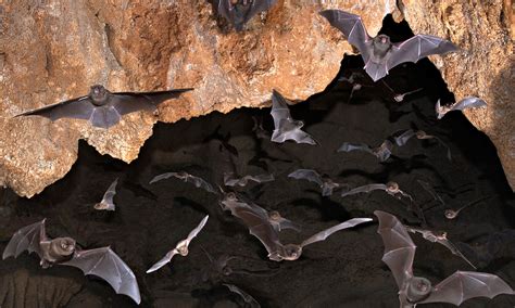 Habitat All About Bats Maternidad Y Todo